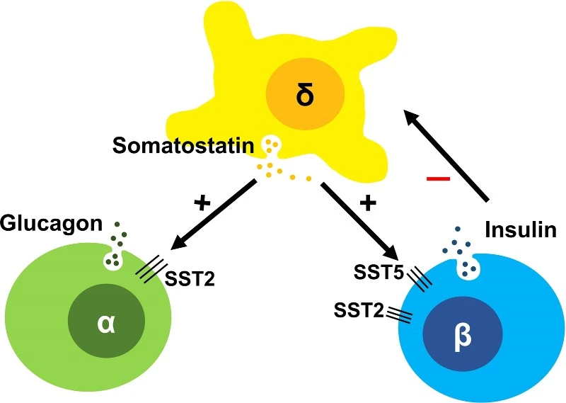 Somatostatin Peptide Somatostatin Peptide